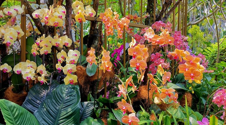 The Orchid Pavilion